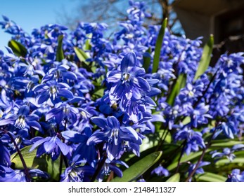 Macro shot of a group of small, blue spring flowers - Siberian squill or wood squill (Scilla caucasica) variety 'Indra' growing and blooming in the garden in sunlight in early spring