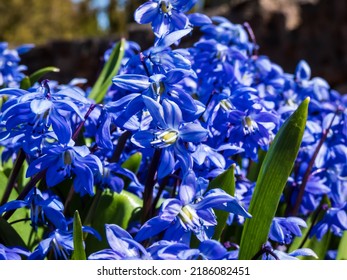 Macro shot of a group of small, blue spring flowers - Siberian squill or wood squill (Scilla caucasica) variety 'Indra' growing and blooming in the garden in sunlight in early spring