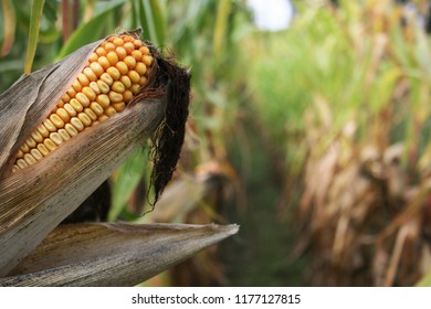 Macro shot of a head of corn in a row of a corn field