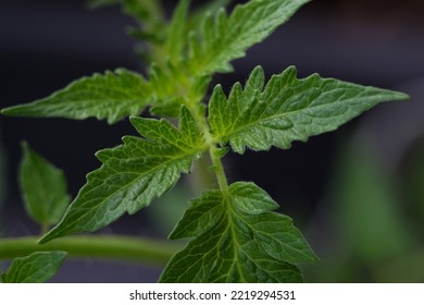 Macro Shot Of Healthy Tomato Plant At The Garden