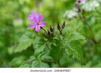 Macro shot of a Herb Robert (geranium robertianum) flower in bloom