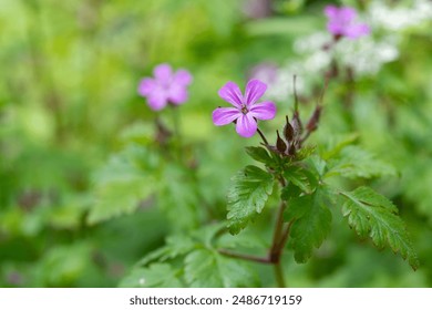 Macro shot of a Herb Robert (geranium robertianum) flower in bloom