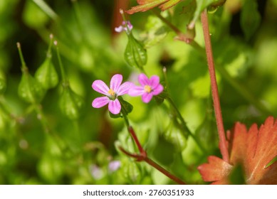 Macro shot of a Herb Robert (geranium robertianum) flower in bloom