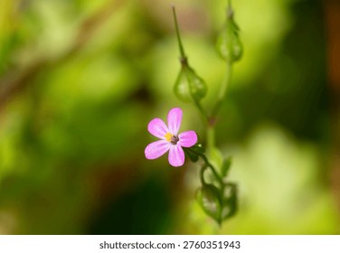 Macro shot of a Herb Robert (geranium robertianum) flower in bloom