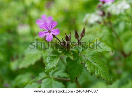Macro shot of a Herb Robert (geranium robertianum) flower in bloom