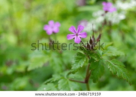 Macro shot of a Herb Robert (geranium robertianum) flower in bloom