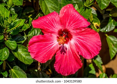 Macro Shot Of A Hibiscus Flower Covered In Water Droplets After A Rain.