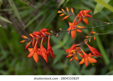 A macro shot highlighting a cluster of arching, bright orange and yellow crocosmia blossoms growing alongside a textured plant stem in a garden.