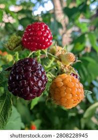 Macro shot highlights three distinct raspberry  black yello ripening on a garden bush