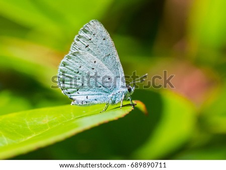 A macro shot of a holly blue butterfly sitting on a green leaf.