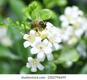 A macro shot of Honey bee “Apis dorsata” pollinating on blooming orange jasmine. - Shutterstock ID 2302794699