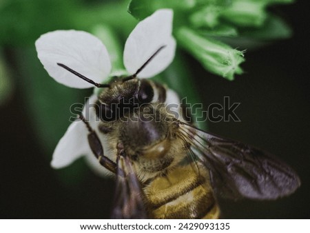 Macro Shot of Honeybee colecting pollen on white flower taken in Nusa Dua Bali, August 10th 2023