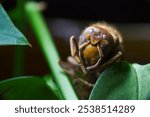 A macro shot of a hornet, against a dark backdrop