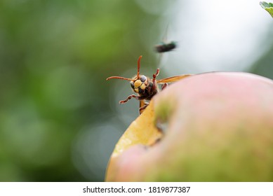 Macro Shot Of A Hornet On A Ripening Apple With A Fly Flying By.