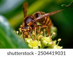 Macro shot from a hornet (Vespa crabro) on ivy blossoms in the sunshine.