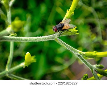 Macro shot a housefly on a jasmine plant looking beautiful