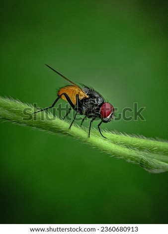 macro shot of a housefly  sitting on a  leaf