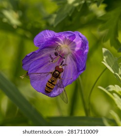 Macro shot of a hoverfly (Sphaerophoria scripta) pollinating a vibrant purple wild geranium flower in a sunny garden, top view close-up.