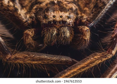 Macro Shot Of A Huntsman Spider - Perth, Australia.