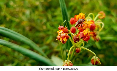 macro shot of an insect