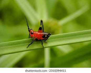 macro shot of insect Conocephalus melaenus on green grass - Shutterstock ID 2310394411
