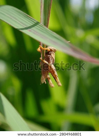 A macro shot of an insect pupa or small orange bug cocoon attached upside down to a slender green grass blade in a sunny field.