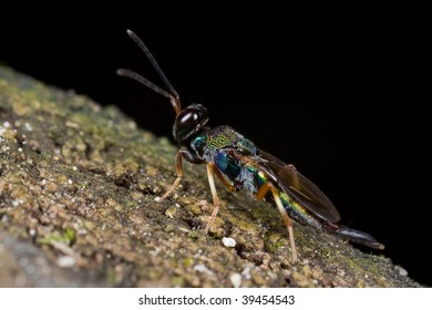 Macro Shot Of An Iridescent Jewel Wasp On A Mossy Tree Trunk