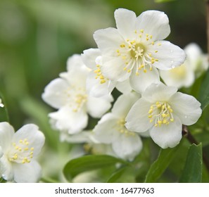 Macro Shot Of Jasmine Flower With Dew Drops. Selective Focus. Shallow Depth Of Field