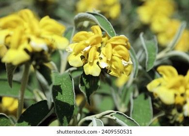 Macro shot of a Jerusalem sage bloom, Devon England - Powered by Shutterstock