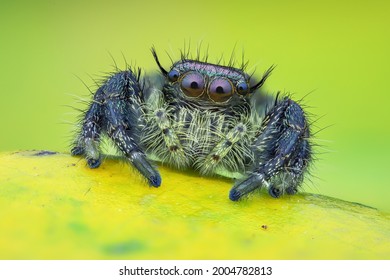 Macro shot of jumping spider