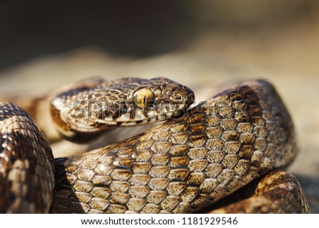 Similar – the rare meadow viper, closeup