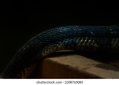 Macro Shot Of King Cobra Textured Skin, Scaly Skin Of Snake.