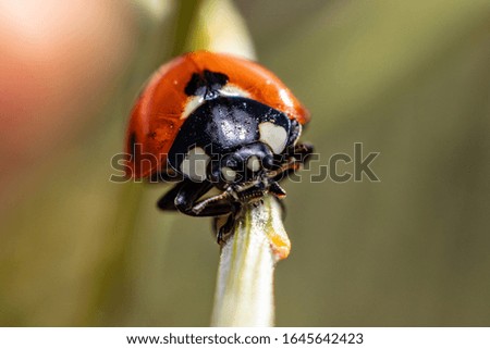 Similar – Image, Stock Photo random sample Insect Green