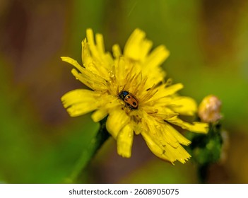 Macro shot of a ladybug resting on a vibrant yellow flower covered in dew, capturing a magical moment of spring’s energy and delicate harmony in nature.