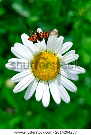 Macro shot of a ladybug taking off from a white daisy flower with spread wings against a vibrant green background.