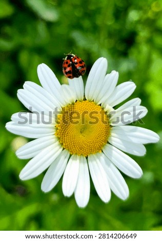 Macro shot of a ladybug taking off from a white daisy flower with spread wings against a vibrant green background.