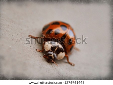 Similar – Image, Stock Photo after me Summer Animal