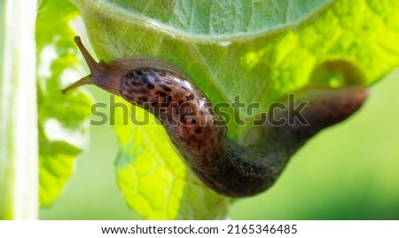 Macro shot of a large long slug, leopard slug Limax maximus, family Limacidae, crawling on green leaves. Spring, Ukraine, May. High quality photo
