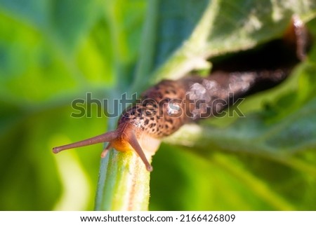 Macro shot of a large long slug, leopard slug Limax maximus, family Limacidae, crawling on green leaves. Spring, Ukraine, May. High quality photo