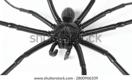 Macro shot of a large, shiny black spider with long legs, captured in high detail against a clean, isolated white background.