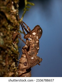 A Macro Shot Of A Larvae On A Tree