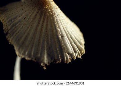 Macro Shot Of Lawn Mushroom Texture