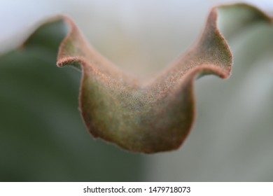 Macro shot of a leaf
