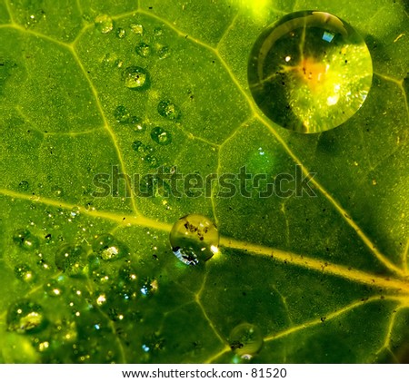 Similar – Image, Stock Photo It was raining! Nature