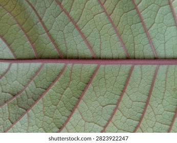 Macro shot of leaf texture background showing detailed green leaf veins with contrasting reddish or pinkish lines, creating a natural abstract pattern.