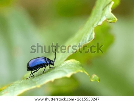 Macro shot of a leef beetle