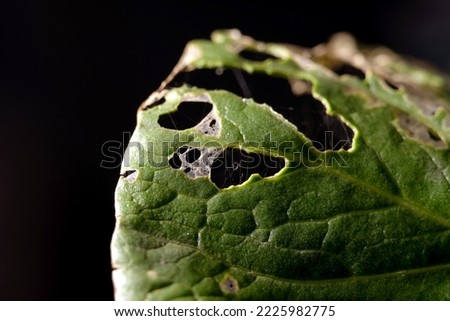 Macro shot of lettuce eaten by the cabbage worm called Pieris rapae