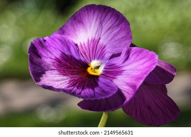 Macro Shot Of A Lilac Garden Pansy Flower , Viola, And A Small Fly In The Center, Blurred Background