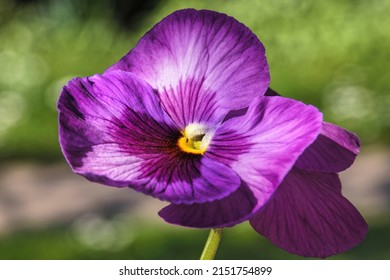 Macro Shot Of A Lilac Garden Pansy Flower , Viola, And A Small Fly In The Center, Blurred Background