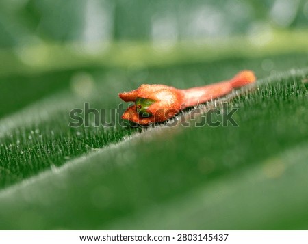 Macro shot of a Lime Nail Gall caused by the mite Eriphyes tiliae. These are small structures that grow on the upper surface of leaves